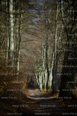 Gdansk. Oliwa, Trojmiejski Park Krajobrazowy. Sciezka...