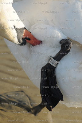Wiosenna toaleta labedzi w popoludniowym sloncu na...