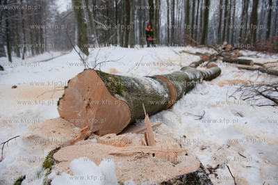 Powiat Bytowski. Lasy panstwowe. Wycinka drzew.
19.01.2010
fot....