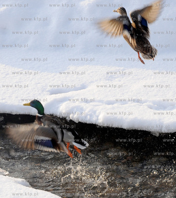 Gdynia Orlowo w zimowej szacie. Nz. ptaki nad Rzeka...