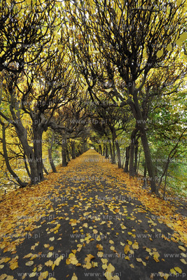Gdansk Oliwa Park. Fragment parku z basenem parkowym.Poczatkiem...