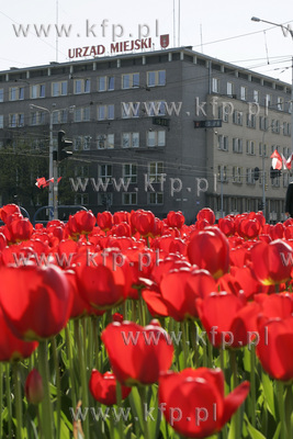 Gdansk czerwieni sie od tulipanow. Wydzial zieleni...