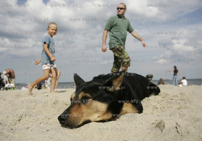 Na sopockiej plazy znalezono psa. Przez pol dnia Pawel...