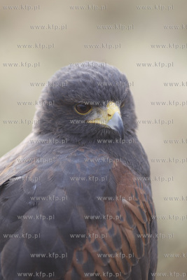 Pruszcz Gdanski. Festyn wojskowy z okazji 44 - lecia...