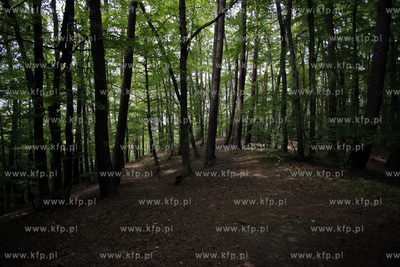 Sopot. Las.13.06.2012fot. Krzysztof Mystkowski...