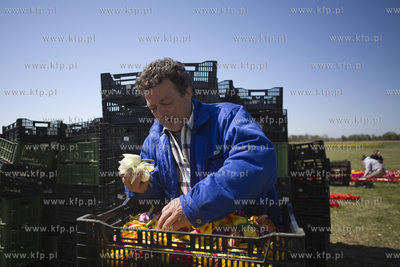 Mokry Dwór koło Pruszcza Gd.  Przygotowania do Żuławskiego...