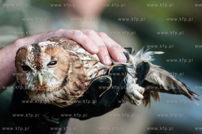 Gdansk. Oliwa. Lesniczowka Wroblowka. Wypuszczenie...