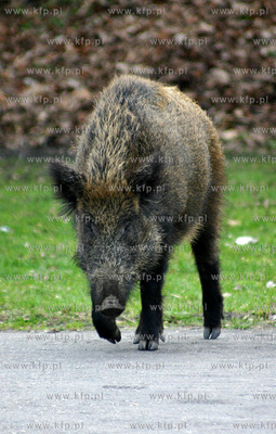 Dziki spacerujace beztrosko na Bulwarze Nadmorskim...