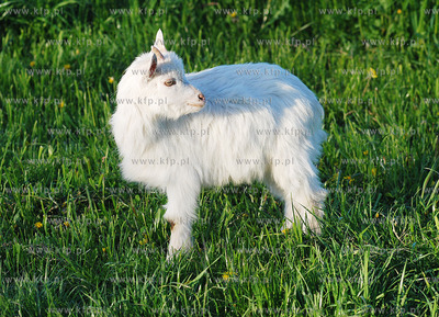 Nieznani sprawcy probowali utopic malego koziolka,...