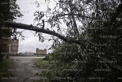 Przewalone ploty i wyrwane z korzeniami drzewa to skutek...
