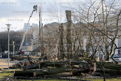 Rozpoczela sie wycinka starych, chorych i zagrazajacych...