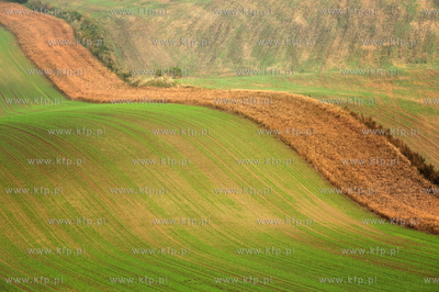 Morawy. Czechy. Okolice miejscowosci Kijev. Nz. pola...