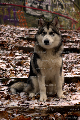 Pies rasy Alaskan Malamut. 12.2012 fot. Pawel Marcinko...