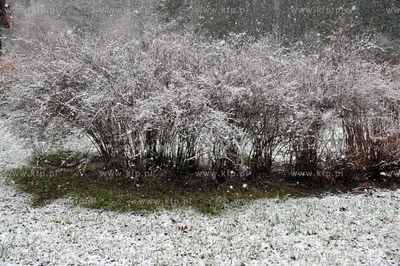 Pierwszy snieg tej jesieni, ale jeszcze nie kalendarzowej...
