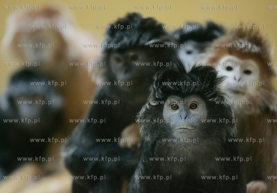 Walentynkowy nastroj udzielil sie niektorym mieszkancom...