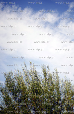 Gdansk. Miejski park w pasie nadmorskim.
09.09.2009
fot....