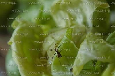 Uniwersytet Gdanski. Wydzial Biologii. Formikarium...