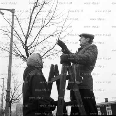 Pielegnacja drzewek na ulicach Gdanska. 
01.1967
0000
Fot....