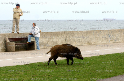 Dziki spacerujace beztrosko na Bulwarze Nadmorskim...