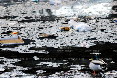 Dzika kaczka wsrod smieci w kanale Radunii w centrum...