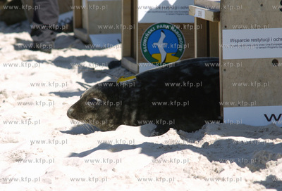 Siedem fok szarych zostalo wypuszczonych do Baltyku...