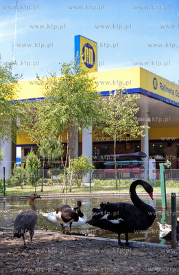 Stacja benzynowa k/Czluchowa na drodze 22 w kierunku...