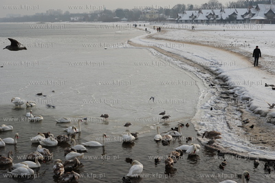 Molo - Sopot. Zamarza Zatoka Gdanska w rejonie sopockiego...