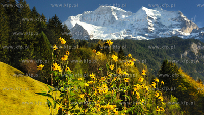 Szwajcaria, Gimmelwald, Berno. Jesienne Alpy pokryte...