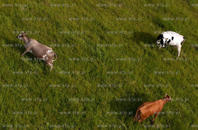 wypas krow na polskich lakach. NZ laki i stado w okolicy...