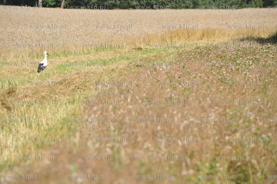 Bocian na polach w Sulminie na Kaszubach. 07.08.2009...