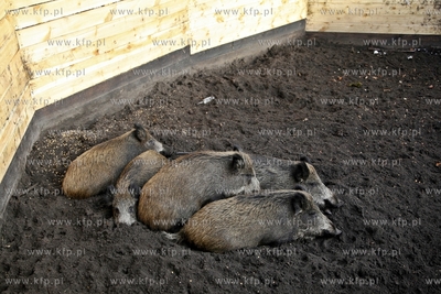 Gdansk. Odlownia dzikow w Parku Reagana.
27.02.2013
fot.Krzysztof...