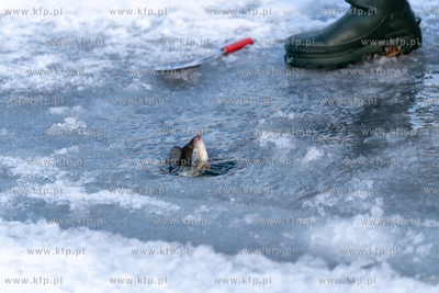 Wędkarstwo podlodowe w Gdańsku na skutej lodem Motławie...