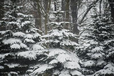 Gdansk. Park Stefensa wzdluz Al. Zwyciestwa.
20.03.2013
fot....