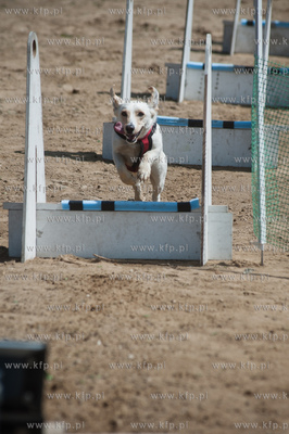 Gdynia Kolibki. Adventure Park. Festyn Edukacyjny pt....