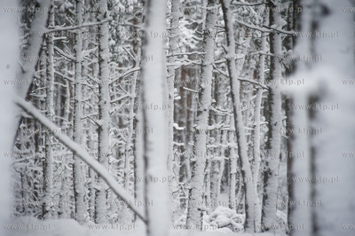 Ggansk. Gorki Zachodnie. Osniezony zimowy krajobraz...