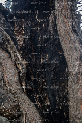 Gdańsk. Znajdująca się w ciągu Alei Zwyciestwa,...
