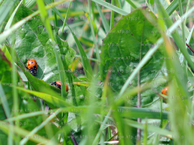 Tysiace biedronek pojawilo na plazy i okolicach Grand...