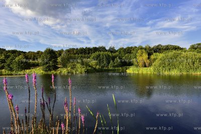 Gdansk. Park Reagana 29.08.2015 fot. Jan Harb Sieminski...