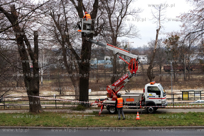 Usuwanie jemioły i suchych gałęzi z koron drzew...