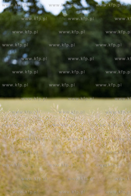 Dobrzewino. Pole rzepaku.07.07.2019 Fot. Anna Bobrowska...