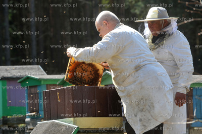 Sulmin. Pszczelarze podczas pracy w pasiece. 25.04.2009...