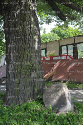 Pośrodku ulicy Jaskowej Doliny, rośnie rozłożysty...