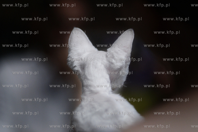 Sopot. Miedzynarodowa wystawa kotow. 08.08.2010 fot....