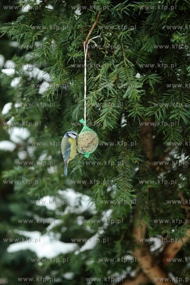 Sikorka.
13.01.2014
fot. Krzysztof Mystkowski / KFP