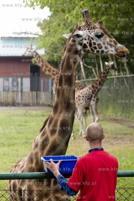 Gdańskie Zoo. Karmienie żyraf specjalnym tortem z...