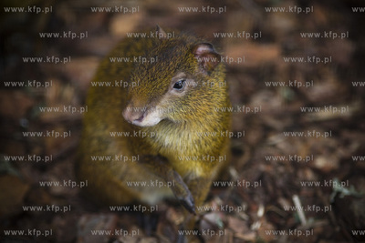 Gdańsk. Zoo. Nz. aguti.
28.07.2015
fot. Krzysztof...