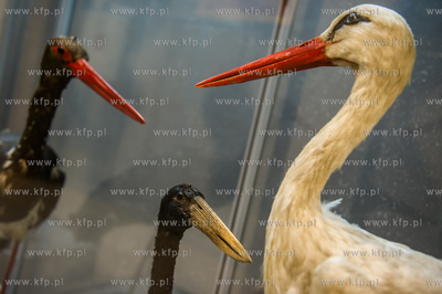 Uniwersytet Gdanski. Wydzial Biologii. Ekspozycja gadow,...