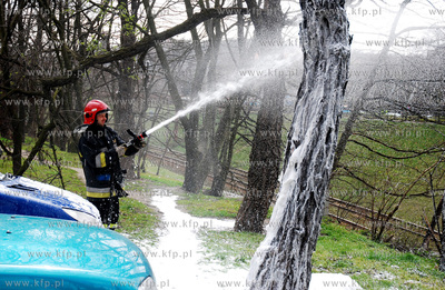 Strazacy gasza drzewo w okolicy biblioteki wojewodzkiej...