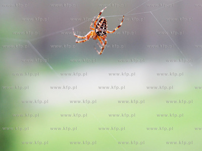 Pajak z rodziny krzyzakowatych Araneidae, charakteryzujacy...