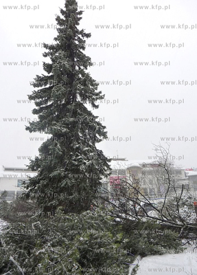 Sopot. Wycinka ostatnich drzew rosnacych na Placu Przyjaciol...